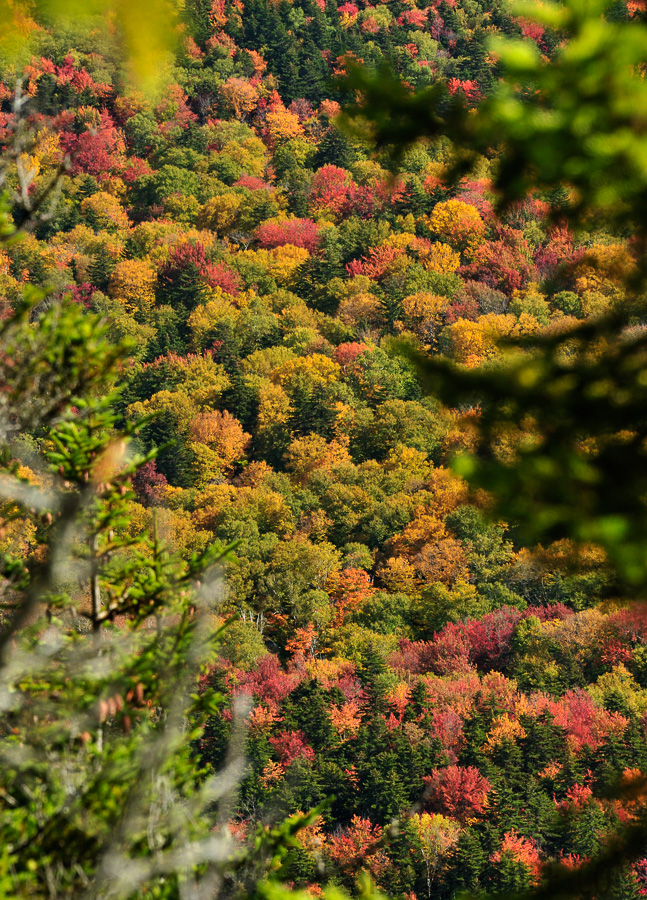 Hike up Mt. Cabot [200 mm, 1/250 sec at f / 11, ISO 400]